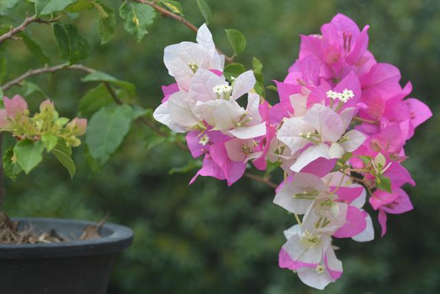 三角梅哪个品种最漂亮好看，三角梅哪个品种最勤开花？花开最美艳