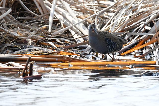 水鸡是什么，水鸡是什么车（西方秧鸡、叽咋柳莺......）