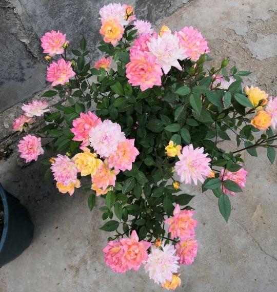 月季花图片,月月红月季花图片(100个月季品种)