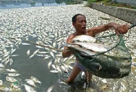鱼缺氧死亡的特征图片图片