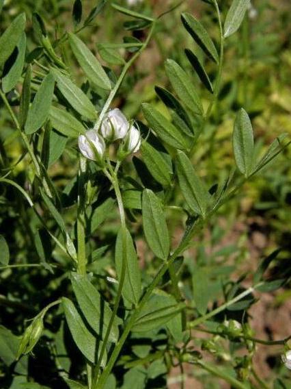 杂粮有哪些品种，粗粮都有什么（中国豆类大全）