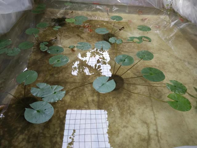 鱼老是跳出鱼缸怎么办，鱼缸养鱼的方法和技巧（鱼缸里出现大量的漂浮便）