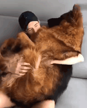 为什么很少人养德牧，为什么养德牧的人比养杜宾的人多（德牧是“万能工作犬”）