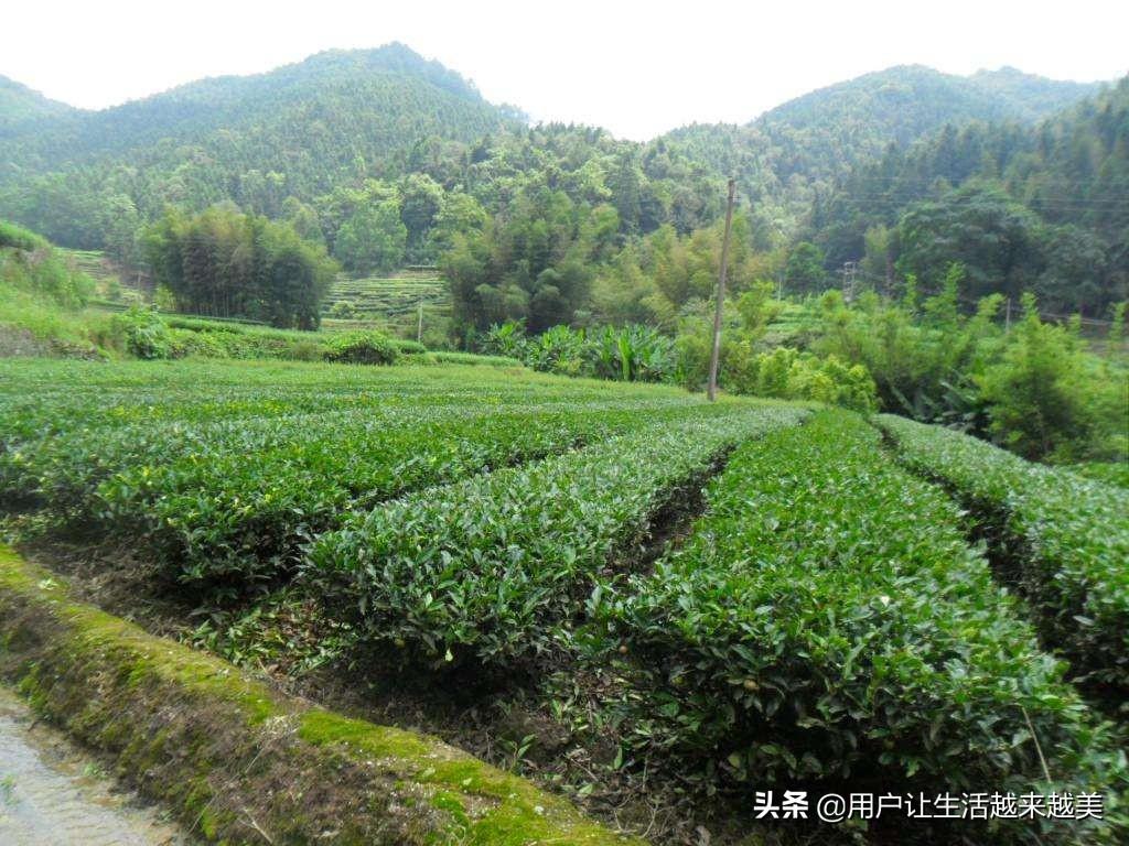 武夷山金骏眉，武夷山金骏眉属于什么茶（今天我们来了解武夷山茶中珍品金骏眉）