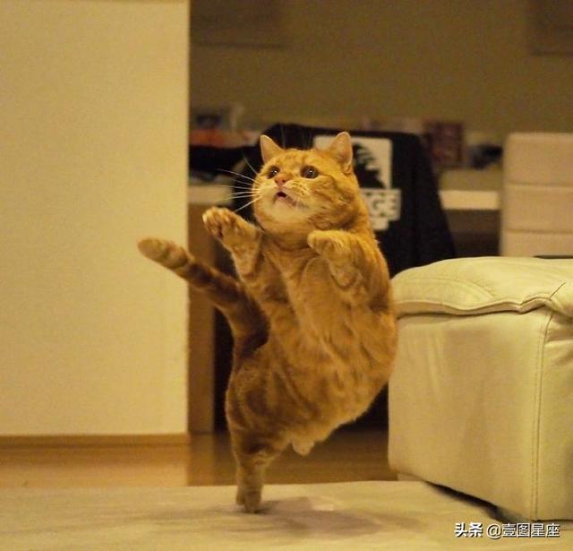 双子座的守护星，双子座的守护星座有（水星守护着双子座和处女座）