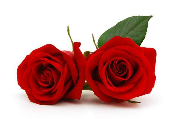 百合花意义象征是什么，百合花的象征和意义是什么（百合花的寓意以及风水作用）