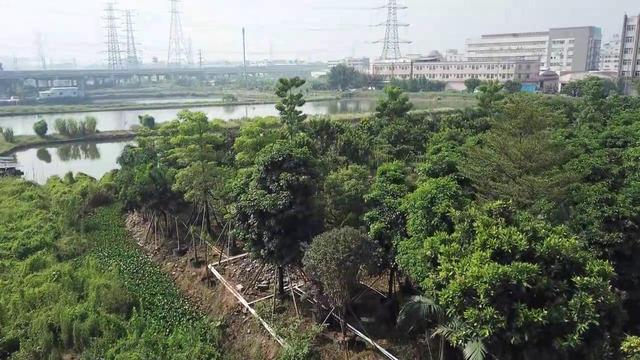 布迪椰子苗，布迪椰子树的生长温度是多少（珠三角区20年老字号）