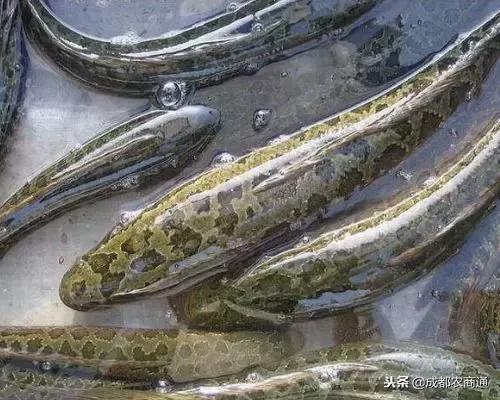 黑鱼养殖需要注意哪些要点，常见疾病该如何防治（黑鱼养殖的5大要点）