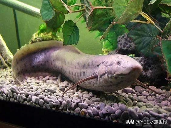 活化石中的活化石鱼，专家说它可能还在进化