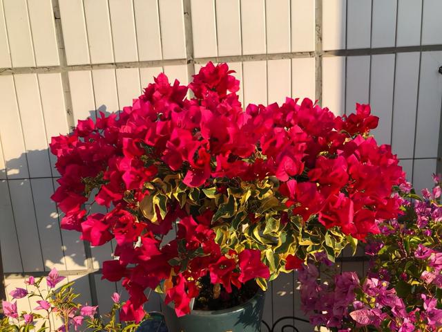 三角梅哪个品种最漂亮好看，三角梅哪个品种最勤开花？花开最美艳