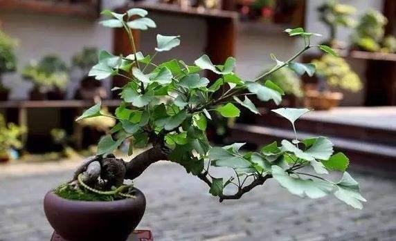 柔荑花序不一定是下垂的,但一定是单性花。，A.正确B.错误（银杏盆景掌握“习性”）