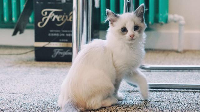 布偶猫头像微信，布偶猫头像（能吃两碗辣椒）