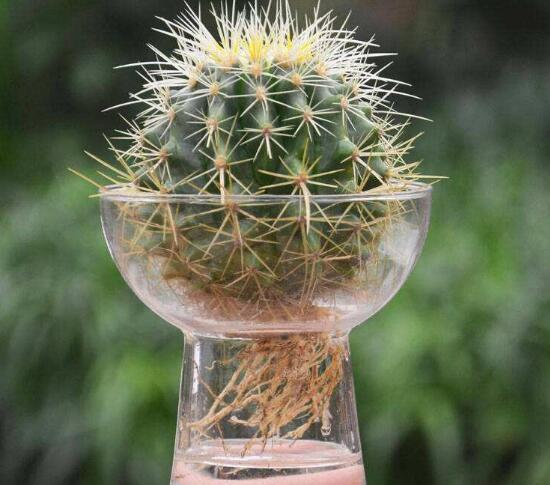 仙人掌的花语，没了营养它咋活（仙人掌的英语怎么说）