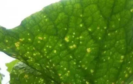 夏黄瓜靶斑病喷什么药特效，治疗黄瓜靶斑病的特效药（纯生物杀菌剂统统搞定）