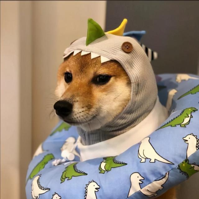 炫酷有型网名，炫酷有型微信昵称（最酷宠物名字新潮绚丽-可爱点）