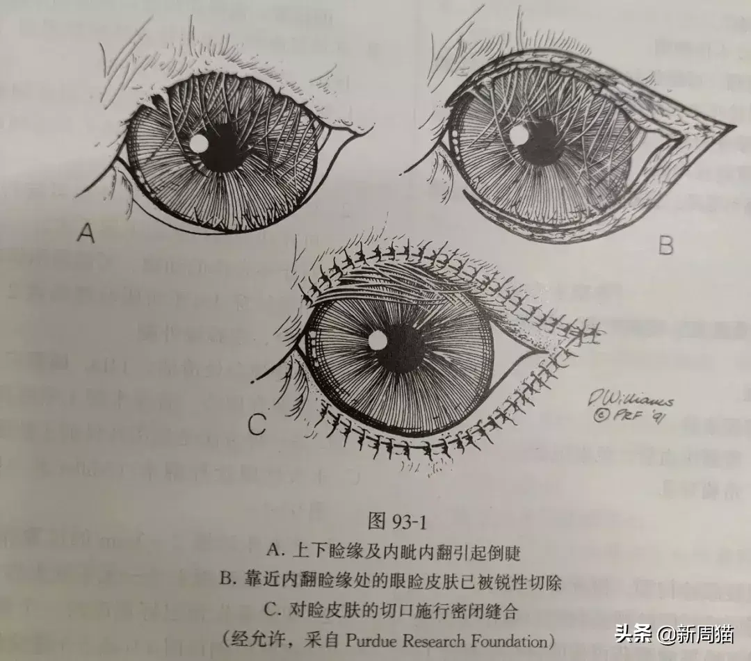 猫咪拔牙多少钱 猫咪拔牙后多久可以完全康复