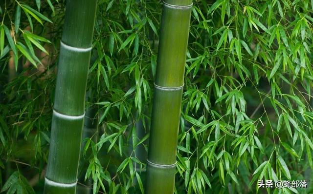 竹黄的功效与作用，竹黄泡水喝有什么功效（不认识的把它当“病虫害”处理）