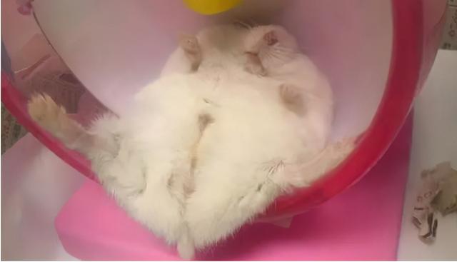 该如何正确的饲养仓鼠呢，教你养护可爱的小仓鼠