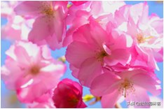 中国樱花有几个品种，中国樱花树品种（这81种樱花）