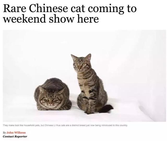 狸花猫是土猫吗，狸猫是土猫吗（那些年嘲笑狸花是小土猫的人）