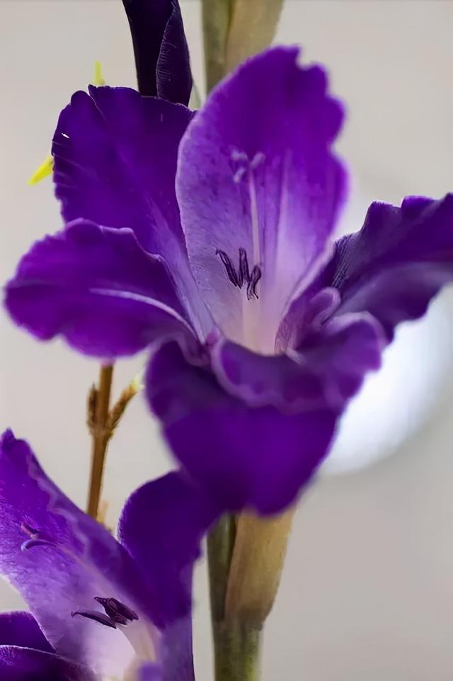 世界上有多少种花，世界上有多少种花?分别是什么（100幅美丽的花儿，赏心悦目）