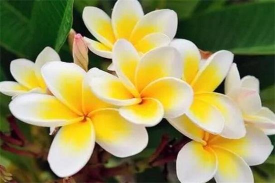 美国的国花是什么花，日本的国花是什么花（世界各国的国花。）