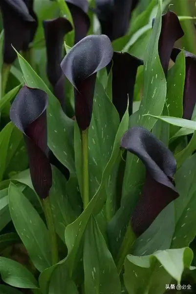 延龄草的花语和传说，延龄草的作用（园林人，这些黑色植物你见过吗）