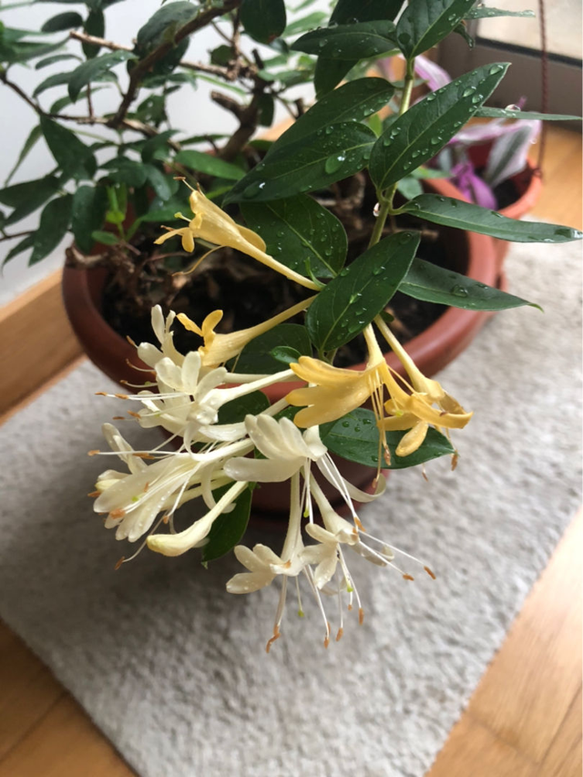 怎么辨认薄荷是不是可以食用，食用薄荷（1盆薄荷提神醒脑）