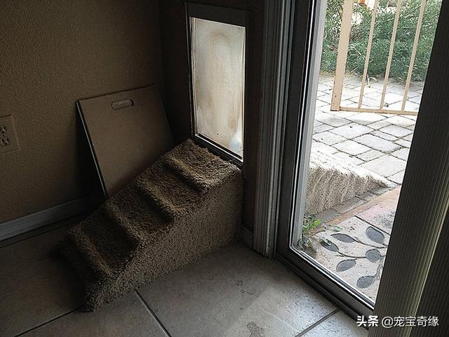 被装在包包里的毛孩纸，被装在包包里的毛孩纸怎么处理（铲屎官为毛孩们所做的事情让人感动图片）