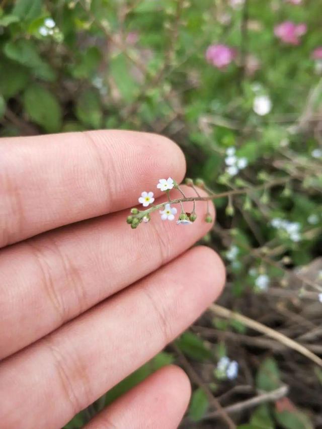 春天的花有什么，春天的花有几种分别是什么（40种小野花）