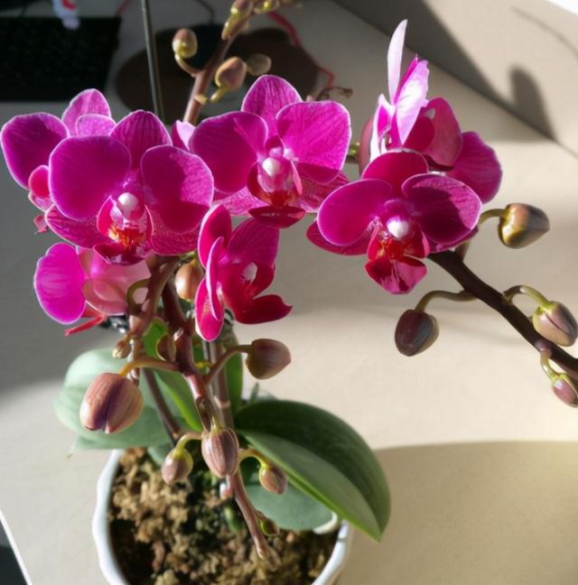 蝴蝶兰可以晒太阳吗，养蝴蝶兰需要晒太阳吗（记住它的夏季“三怕”）