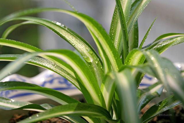 吊兰图片，最受欢迎的4种吊兰（吊兰开花的图片）