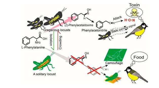 蝗虫有毒吗，蝗灾时蝗虫真的吃人吗（身体立马变异产生毒素）