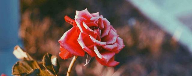 99朵玫瑰代表什么，给女朋友送玫瑰送多少（99朵玫瑰花谐音中文“久久”）