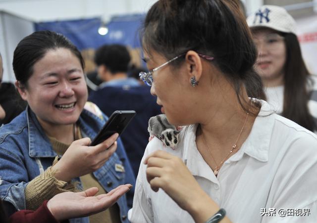 适合小孩子养迷你宠物蜜袋鼯，小学生可以养蜜袋鼯（女孩新宠蜜袋鼯）