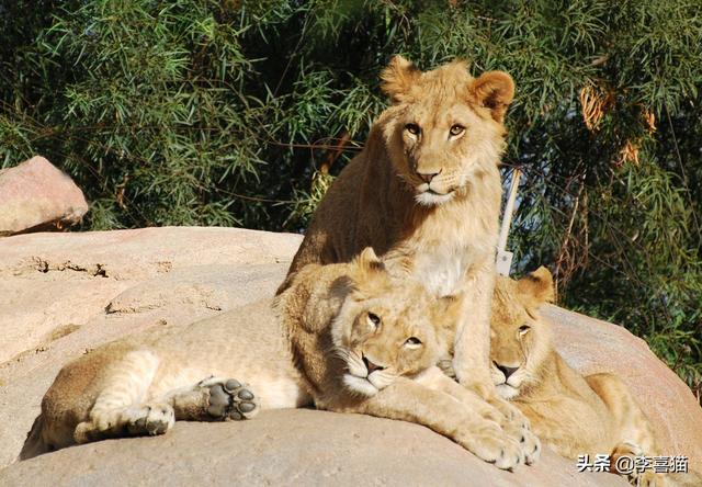群居动物有哪些，群居动物有多少种主要的有哪些（猫咪并不是真正的群居动物）