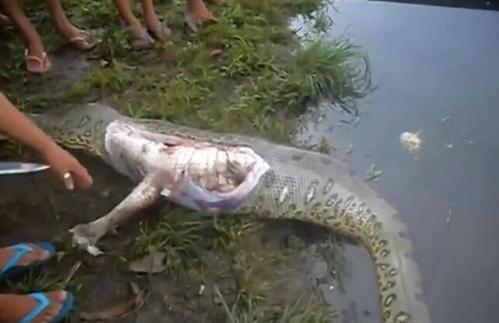 什么动物吃鳄鱼，什么动物吃鳄鱼尾巴（4米长蟒蛇吞食2米长鳄鱼）