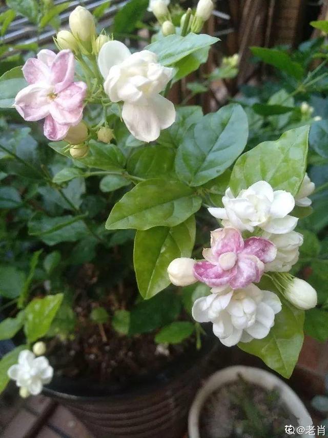 不锈钢盆可以放烤箱吗，烤箱里可以放不锈钢盆吗（10种花最养人）