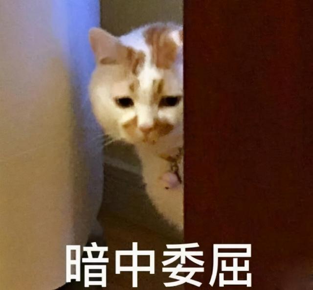 猫打呼噜是怎么回事啊，猫咪为什么会发出打呼噜似的声音（可能是这4个原因导致的）