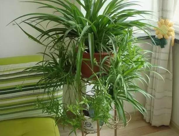 吸甲醛植物排名，室内植物盆景十大排名（为了家人健康转起来）