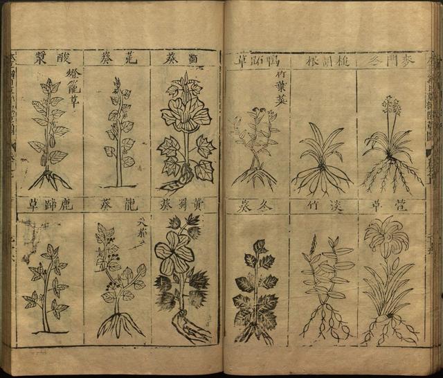 本草纲目全书带图，李时珍本草纲目全书（李时珍著《本草纲目》附图卷）
