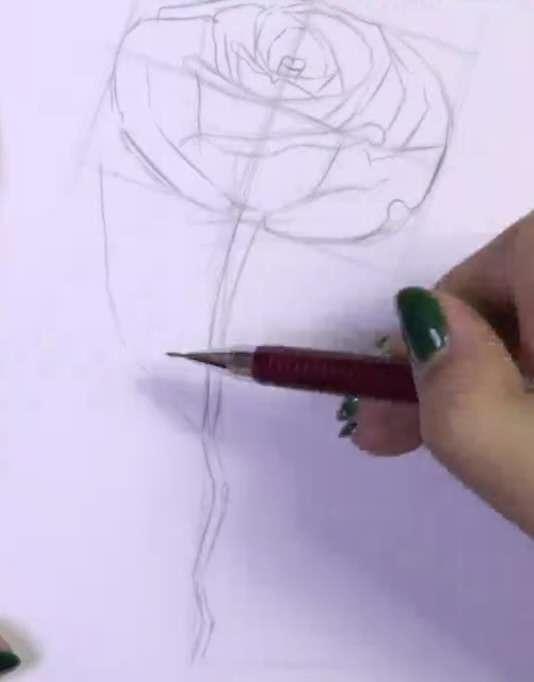 玫瑰花的简笔画，玫瑰花简笔画画法详解（教你掌握3个步骤画出“蔷薇玫瑰”）