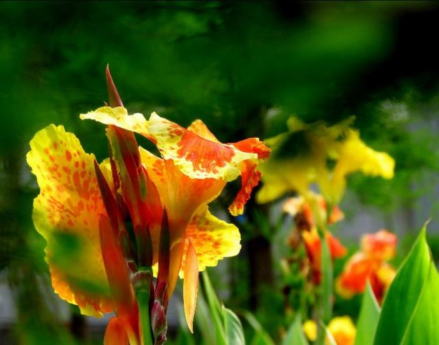 美人蕉花语，养殖做好这几点（美人蕉花语是什么意思）