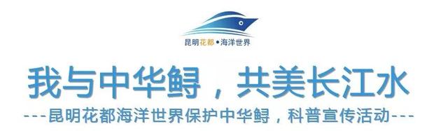昆明这个地方海洋馆都有哪几个啊，昆明海洋馆在什么地方（科普保护1.4亿年的“水中国宝”）
