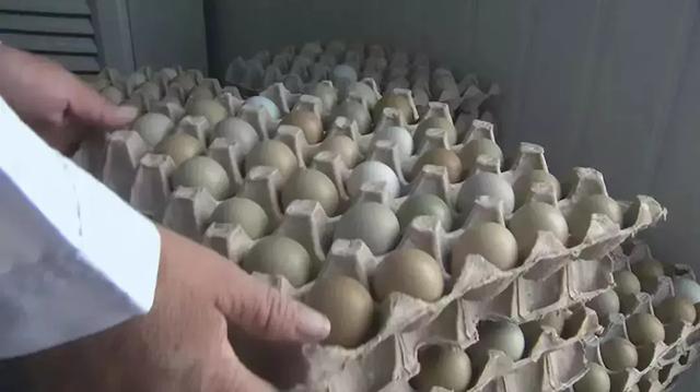 蛋笼的编织法大全图解,蛋笼的编法教程(鸡笼变“金窝”:年入百万元) 蛋笼的编织法大全图解,蛋笼的编法教程(鸡笼变“金窝”:年入百万元)