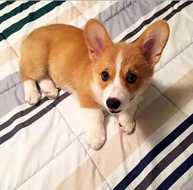 狗狗头像微信，狗狗头像（唯独你是我情之所钟）