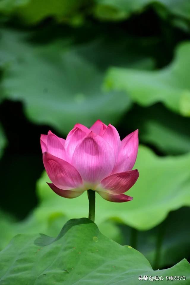 荷花可以用什么形容词，荷花用什么形容词修饰（过雨荷花别样艳）