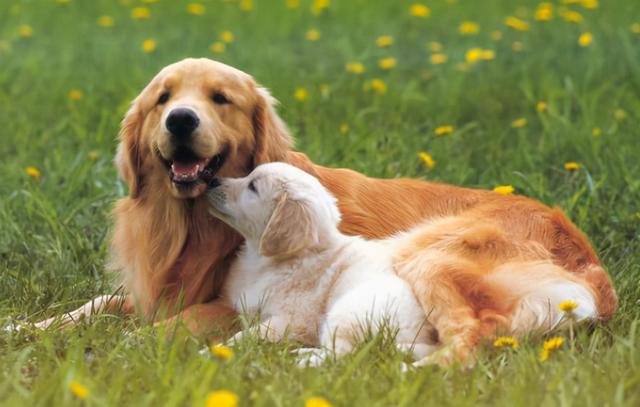 狗狗生产前的征兆，狗狗生孩子前的征兆有哪些（狗狗分娩前有哪些征兆）