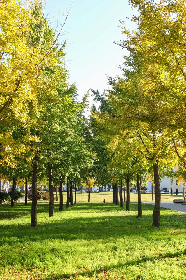 许昌旅游景点有哪些,许昌旅游景点有哪些地方(带你感受专属秋天的浪漫景色) 许昌旅游景点有哪些,许昌旅游景点有哪些地方(带你感受专属秋天的浪漫景色)