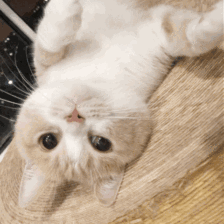 猫的灵性有多强，猫界最有灵性的四种猫（一只猫可以多有灵性）